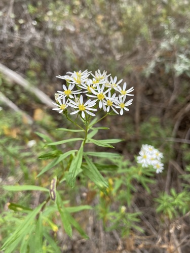 Multihead Felicia (Felicia douglasii)
