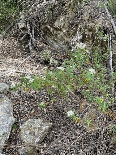 Image of Felicia douglasii by (c) Matt Berger, some rights reserved (CC BY)