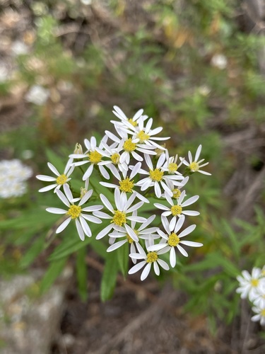 Image of Felicia douglasii by (c) Matt Berger, some rights reserved (CC BY)