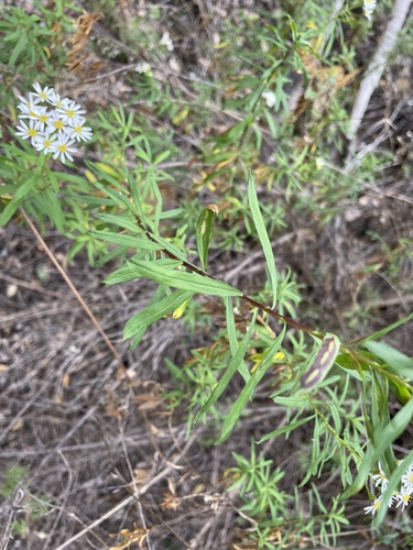 Image of Felicia douglasii by (c) Matt Berger, some rights reserved (CC BY)