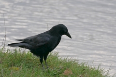 Corvus corone