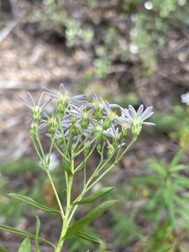 Image of Felicia douglasii by (c) Matt Berger, some rights reserved (CC BY)