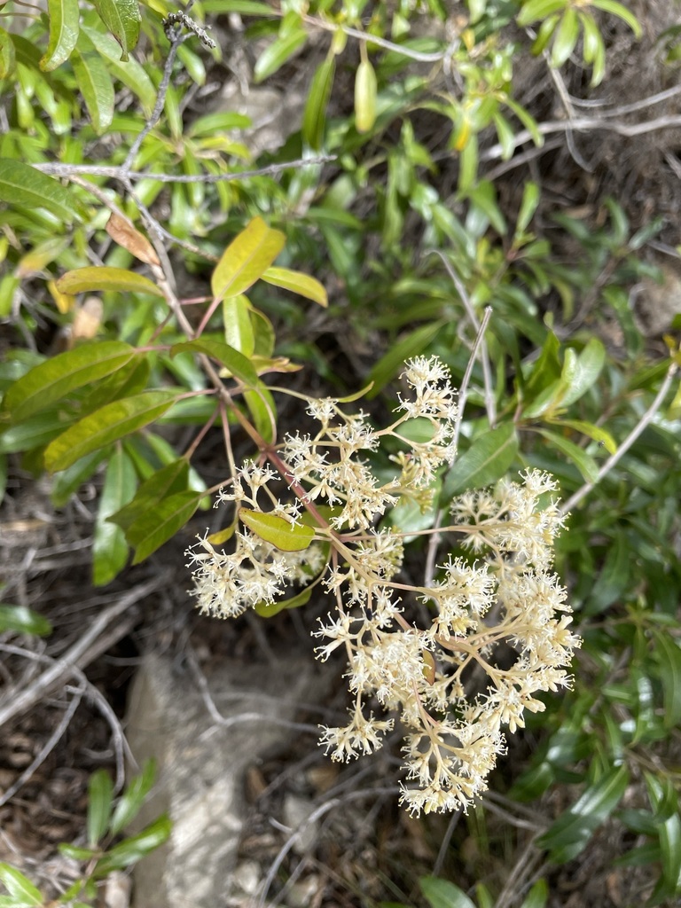 Nuxia floribunda, Cacadu, Eastern Cape, South Africa