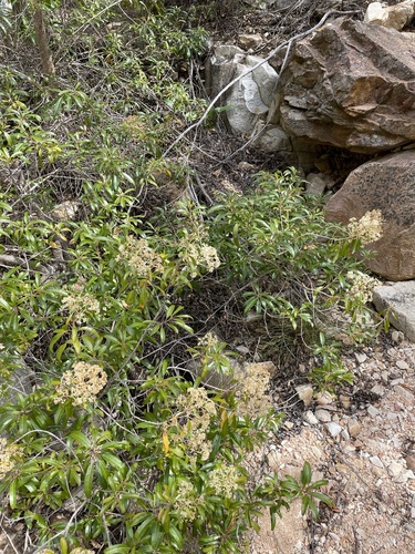 Nuxia floribunda