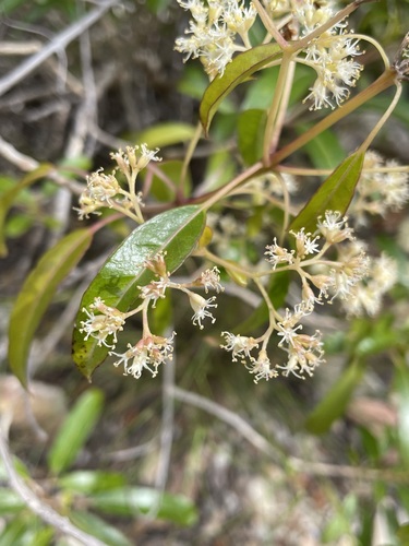Nuxia floribunda