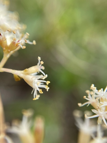 Nuxia floribunda