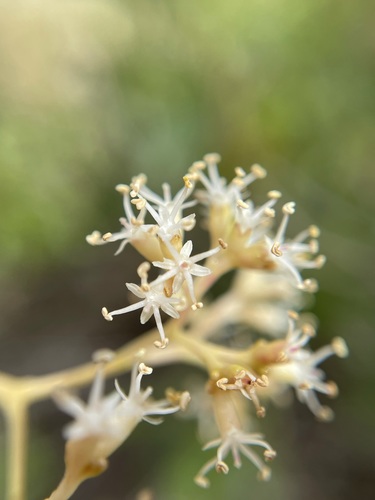 Nuxia floribunda