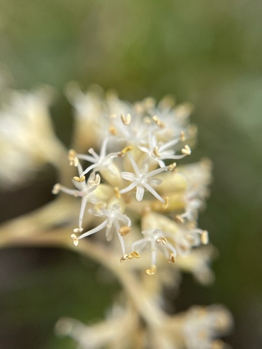 Nuxia floribunda