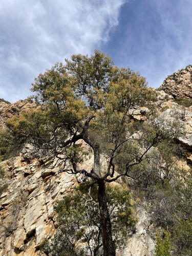 Nuxia floribunda