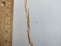 Deschampsia elongata