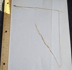 Deschampsia elongata