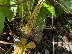Deschampsia elongata
