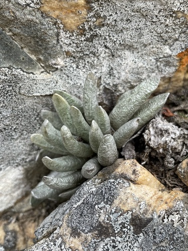 Image of Caputia scaposa by (c) Matt Berger, some rights reserved (CC BY)