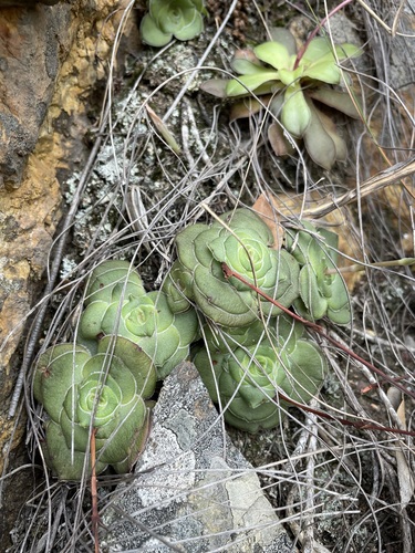 Crassula cremnophila
