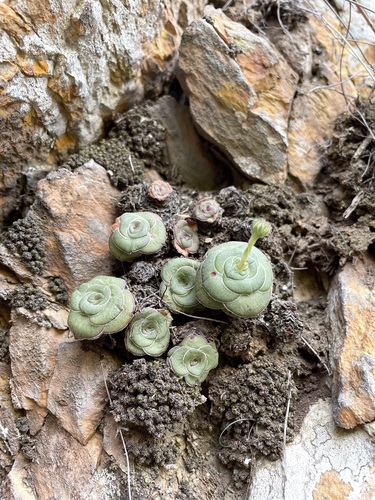 Crassula cremnophila