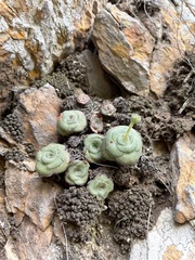 Crassula cremnophila