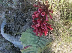 Streptocarpus dunnii