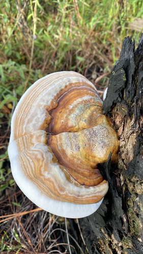 Ganoderma zonatum