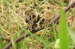 Vanessa braziliensis