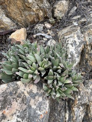 Machairophyllum