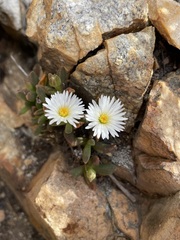 Delosperma esterhuyseniae