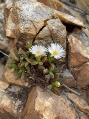 Delosperma esterhuyseniae