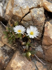 Delosperma esterhuyseniae
