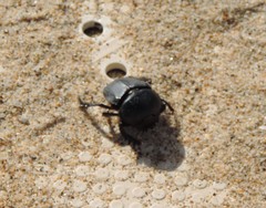 Scarabaeus semipunctatus