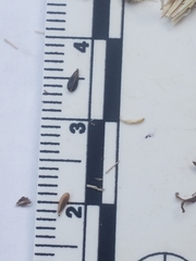 Hemizonia congesta luzulifolia