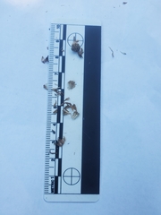 Hemizonia congesta luzulifolia