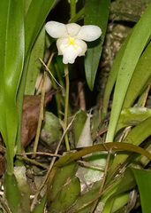 Image of Rossioglossum krameri