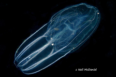 Bolinopsis microptera