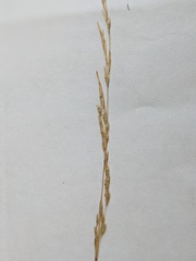 Deschampsia elongata