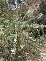 Buddleja salviifolia