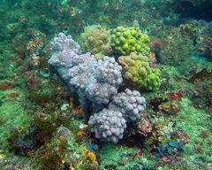Pyura spinifera