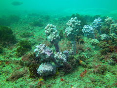 Pyura spinifera