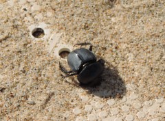 Scarabaeus semipunctatus