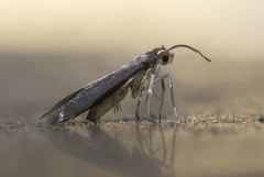 Schreckensteinia erythriella