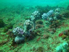 Pyura spinifera