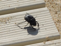 Scarabaeus semipunctatus