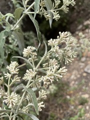 Buddleja salviifolia