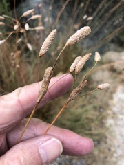 Fimbristylis thermalis
