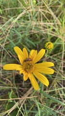 Strangalia sexnotata