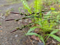 Carex communis communis