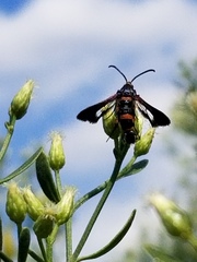 Synanthedon sapygaeformis
