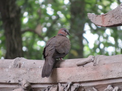 Streptopelia chinensis