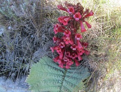 Streptocarpus dunnii