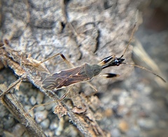 Myodocha serripes