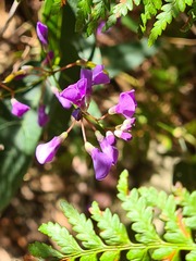 Hardenbergia