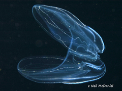 Bolinopsis microptera